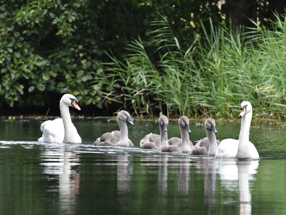 Family of swans